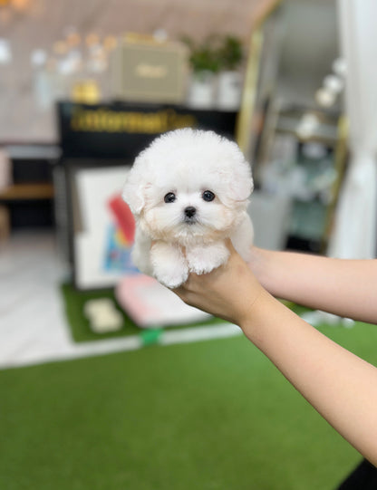 Tea cup Bichonfrise-Nabi - I LOVE DOG MAIN