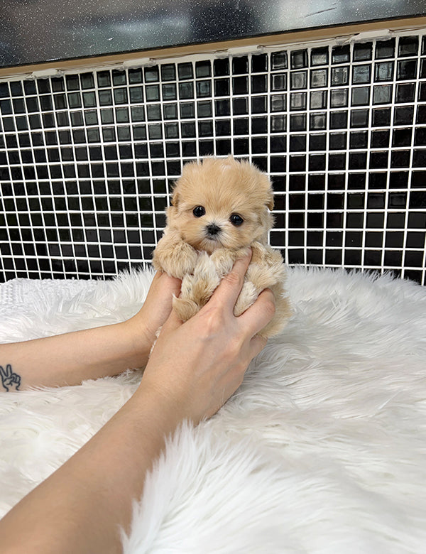 Tea cup Maltipoo- Shark - I LOVE DOG MAIN