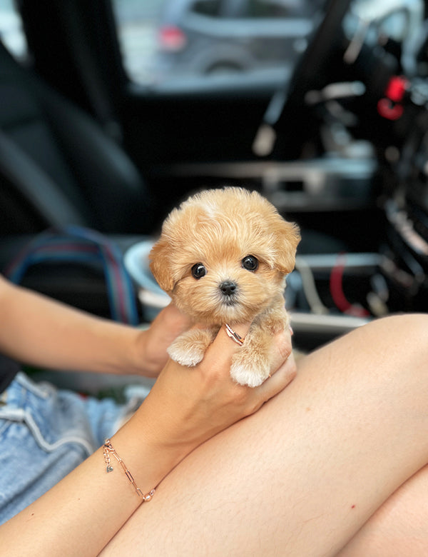 Teacup Maltipoo- Chacha