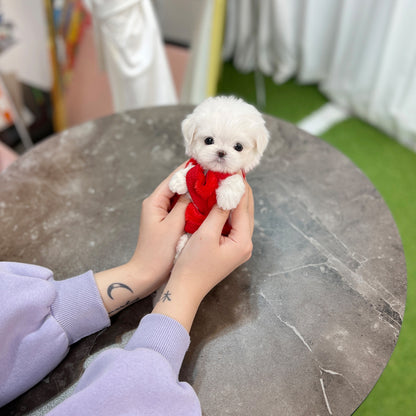 Tea cup Maltese- Yolki - I LOVE DOG MAIN