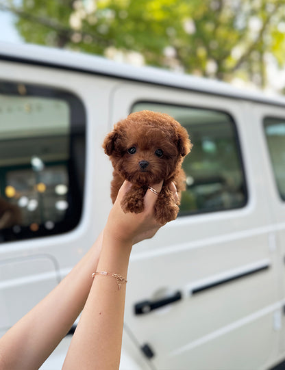 Teacup Red poodle- Amu