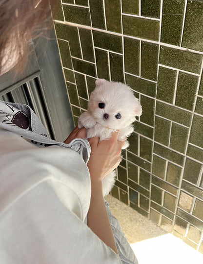 Teacup Maltese- Kitty - I LOVE DOG MAIN