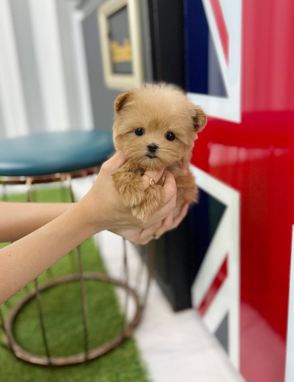 Tea cup Maltipoo-Owen - I LOVE DOG MAIN