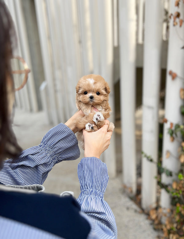 Tea cup maltipoo -Soda - I LOVE DOG MAIN