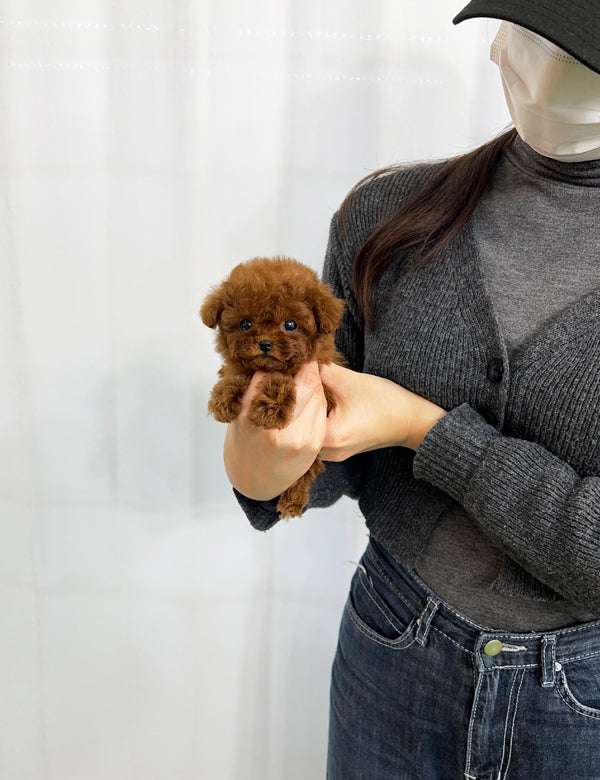 Teacup Redpoodle- Buzz - I LOVE DOG MAIN