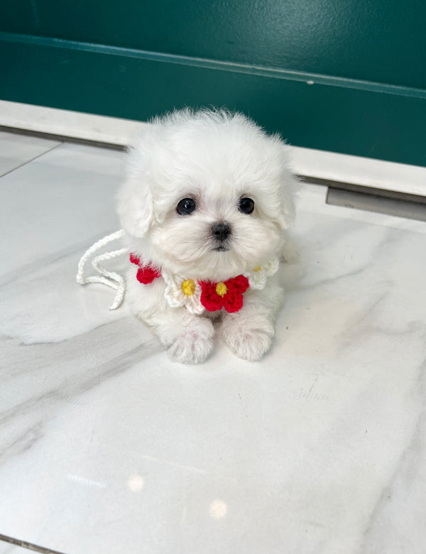 Teacup Bichonfrise -Cozy - I LOVE DOG MAIN