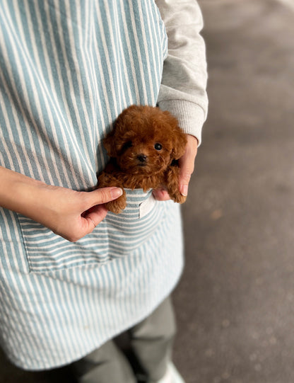 Teacup Redpoodle- Hena - I LOVE DOG MAIN