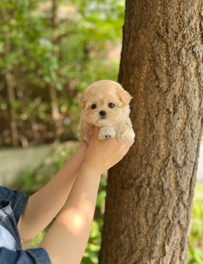 Tea cup Maltipoo-Emma - I LOVE DOG MAIN