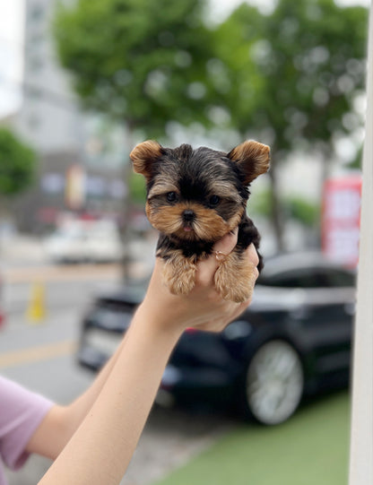 Teacup Yorkshire Terrier- Shuki - I LOVE DOG MAIN