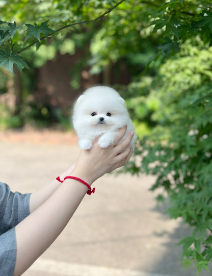 Tea cup Pomeranian-Mochi - I LOVE DOG MAIN