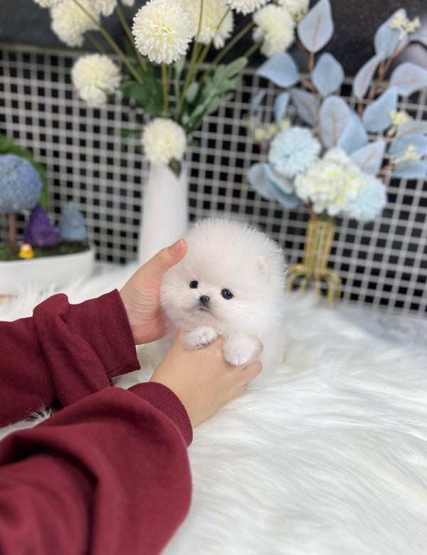 Tea cup Pomeranian-Naron - I LOVE DOG MAIN