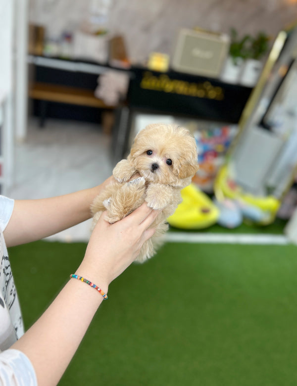 Tea cup Maltipoo- Tara - I LOVE DOG MAIN