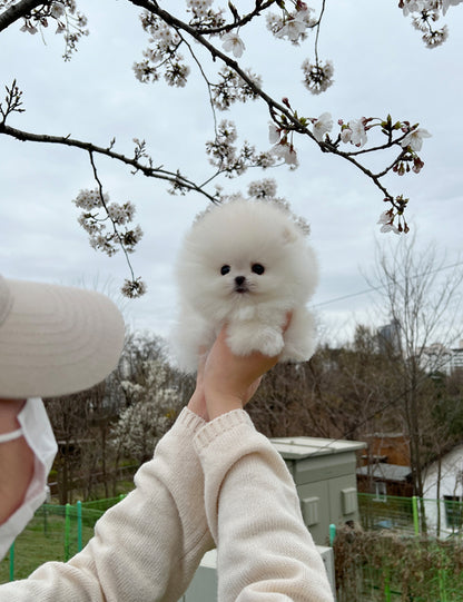 Tea cup pomeranian - mongmong - I LOVE DOG MAIN