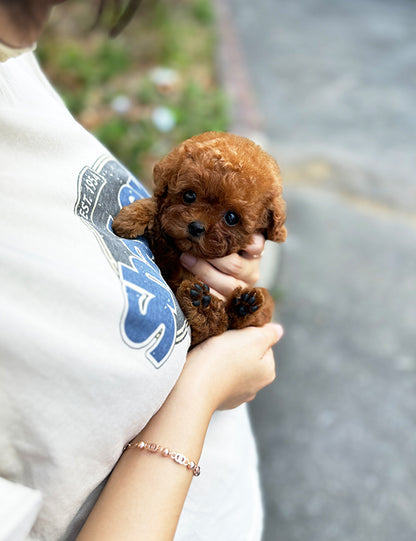 Teacup Redpoodle- momo