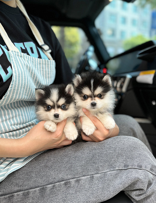 Teacup Pomsky -Taro&Sori