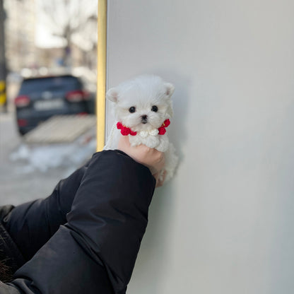 Tea cup Maltese-odin - I LOVE DOG MAIN