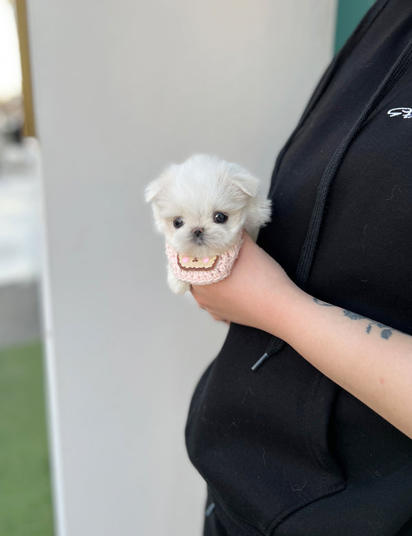 Tea cup Maltese-Hey - I LOVE DOG MAIN