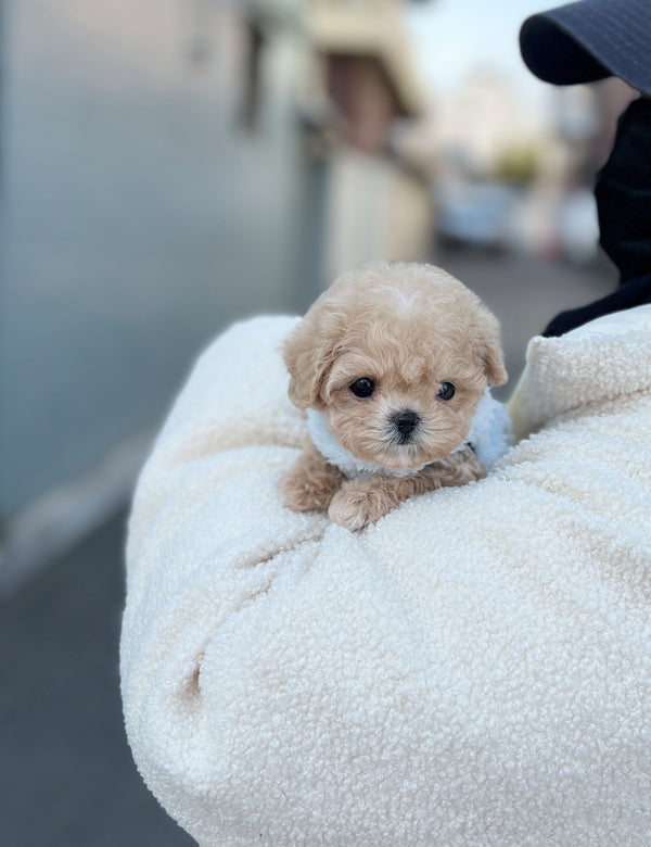 Tea cup Maltipoo- Somi - I LOVE DOG MAIN