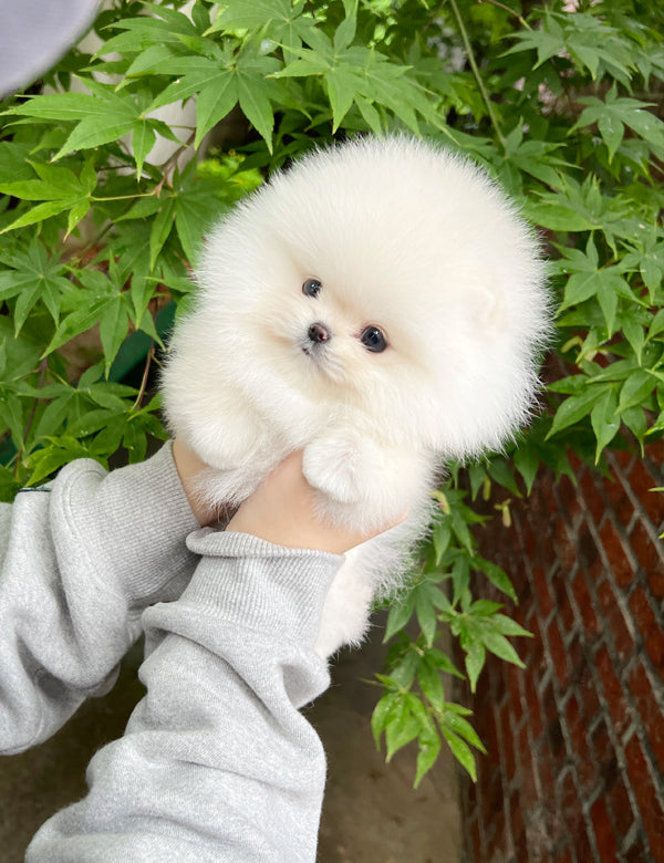 Tea cup Pomeranian- Winter - I LOVE DOG MAIN