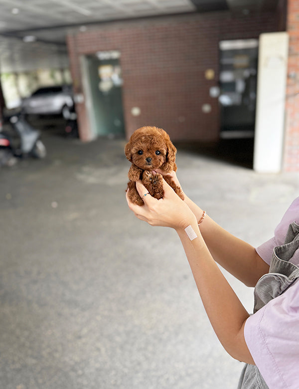 Teacup Redpoodle- Sora