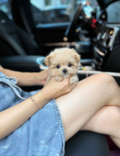 Teacup Maltipoo- sora