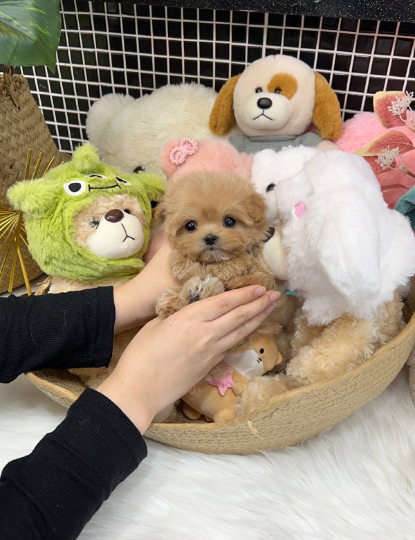 Tea cup maltipoo-Remi - I LOVE DOG MAIN