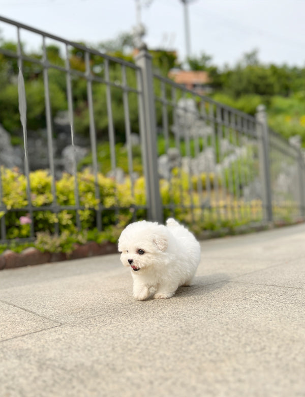 Tea cup Bichonfrise -Wooby - I LOVE DOG MAIN