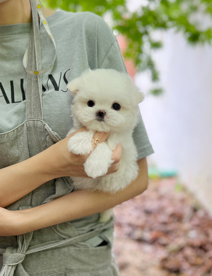 Tea cup Maltese- Darang - I LOVE DOG MAIN