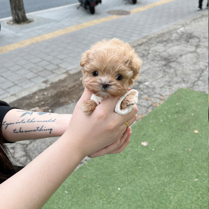 Tea cup Maltipoo- Julie - I LOVE DOG MAIN