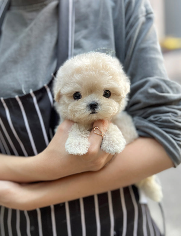 Tea cup Maltipoo- Juju - I LOVE DOG MAIN