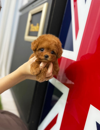 Tea cup poodle-Happy - I LOVE DOG MAIN