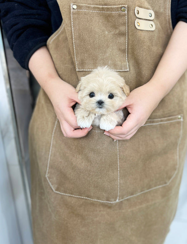 Tea cup Maltipoo-Kuromi - I LOVE DOG MAIN