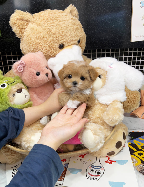 Tea cup Maltipoo-Coconut - I LOVE DOG MAIN