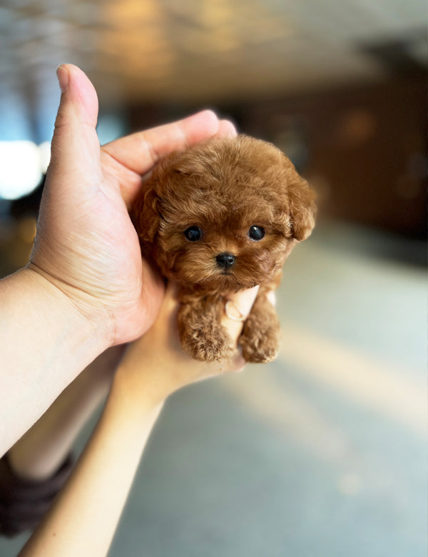 Teacup Redpoodle- Coffe - I LOVE DOG MAIN