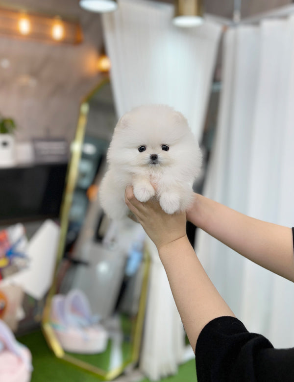 Tea cup Pomeranian-Kuya - I LOVE DOG MAIN