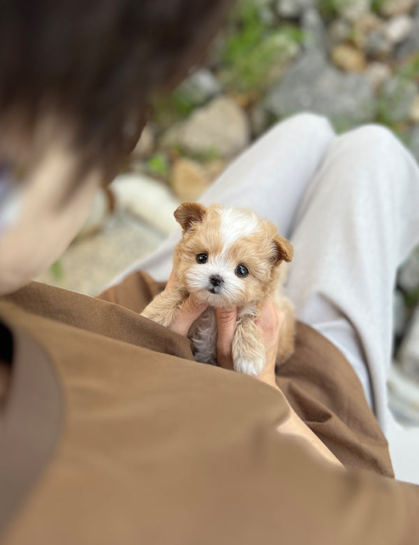 Tea cup Maltipoo-Nero - I LOVE DOG MAIN