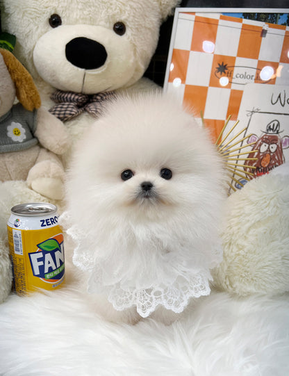 Tea cup pomeranian-Kitty - I LOVE DOG MAIN