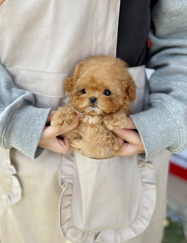 Tea cup Maltipoo- Ellika - I LOVE DOG MAIN