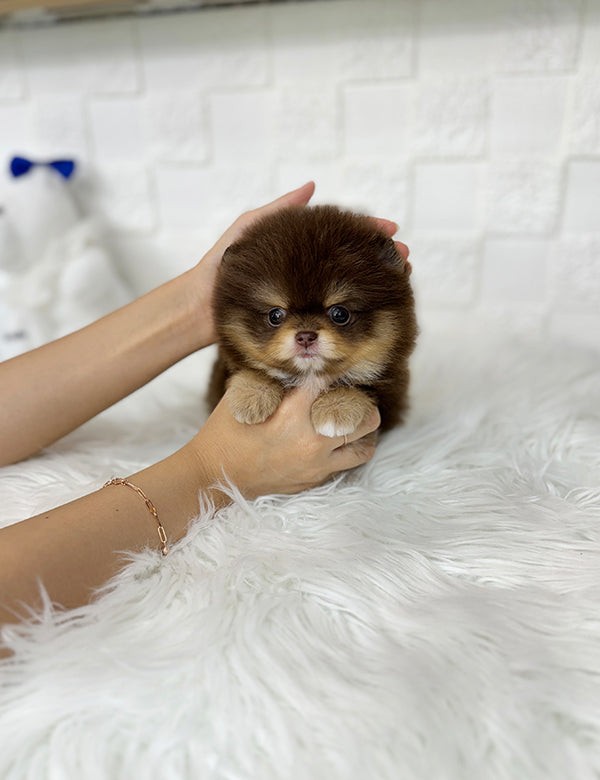 Tea Cup Mini Dogs For Sale Tea Cup Looking For Pomeranian Puppies