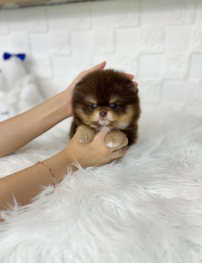 Tea cup chocotan pomeranian- Coco