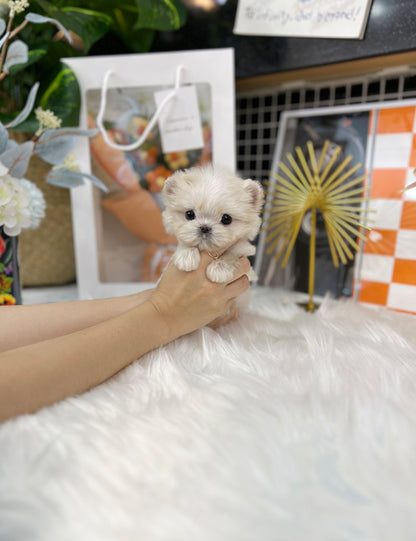 Tea cup maltipoo-Yula - I LOVE DOG MAIN