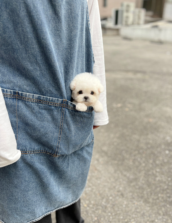 Tea cup Bichonfrise -Riri - I LOVE DOG MAIN