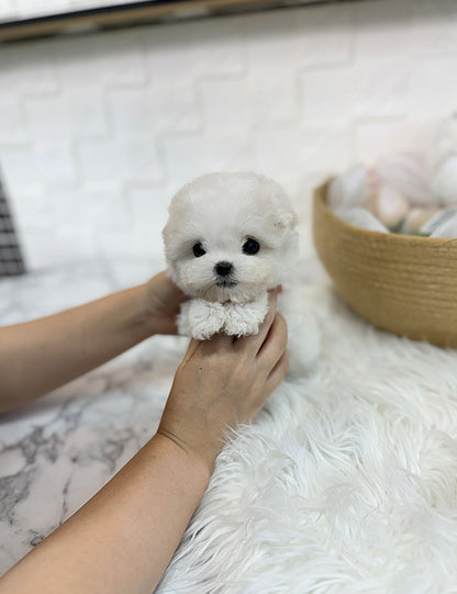 Teacup bichon frise - Mango