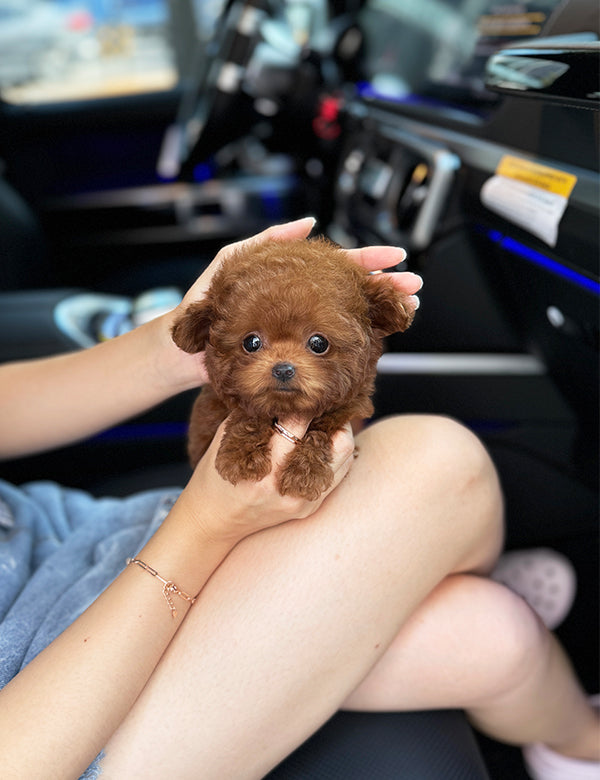 Teacup Red poodle- Amu