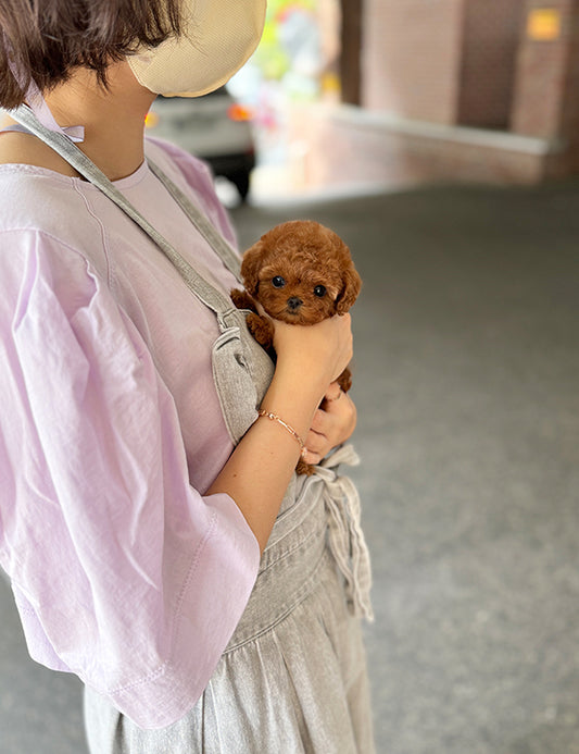 Teacup Redpoodle- Sora