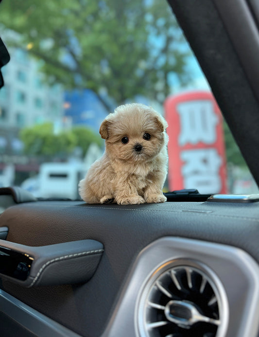 Teacup Maltipoo- sora