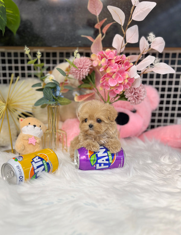 Tea cup maltipoo-Remi - I LOVE DOG MAIN