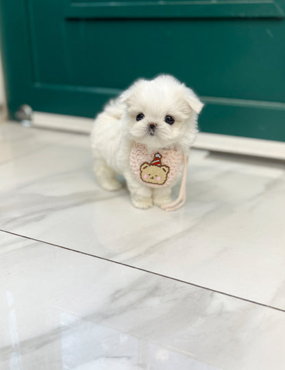 Tea cup Maltese-Hey - I LOVE DOG MAIN