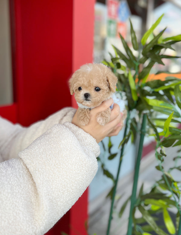 Tea cup Maltipoo- Somi - I LOVE DOG MAIN