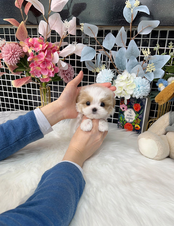 Tea cup Maltipoo- Dindin - I LOVE DOG MAIN